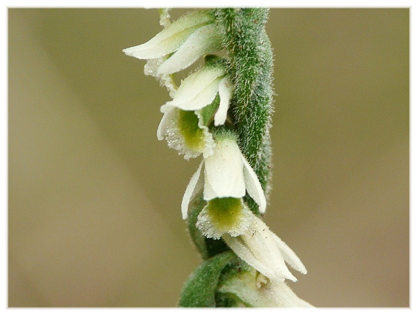 Spiranthes spiralis, l''ultima orchidea della stagione